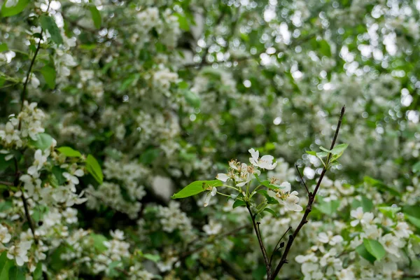 Weiße Blüte im Frühling — Stockfoto