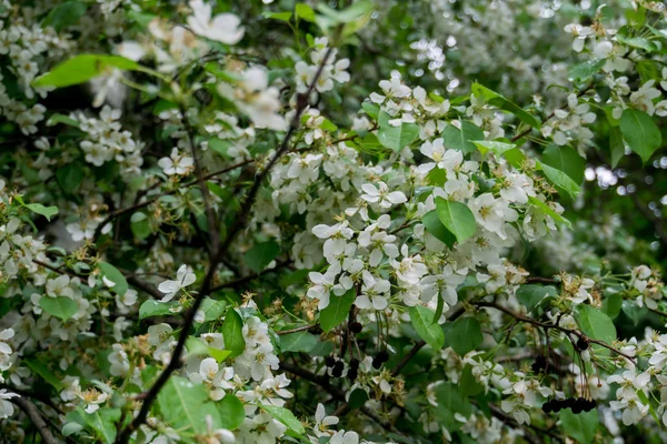 Белый цветок весной — стоковое фото