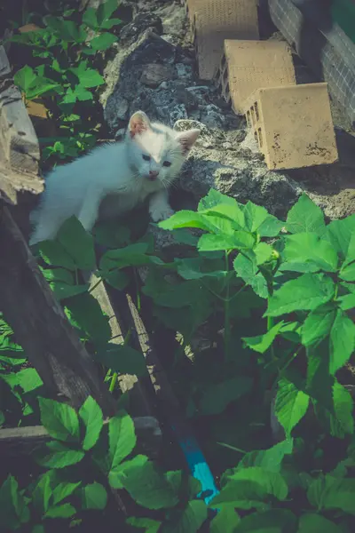 White Kitten in the Garden Retro — Stock Photo, Image