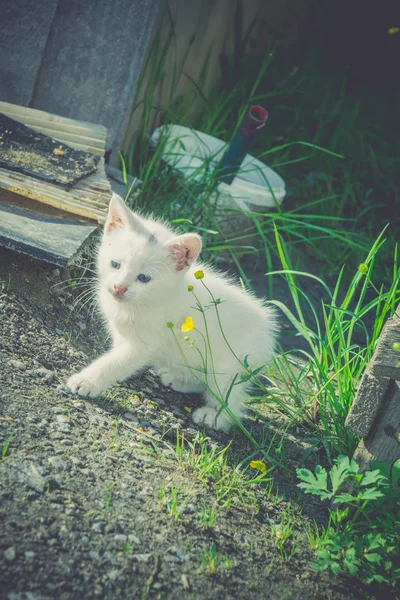 Bílé kotě v zahradě Retro — Stock fotografie