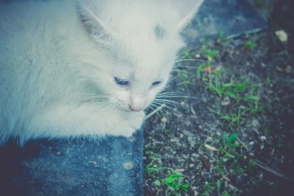 Білий кошеня в саду ретро — стокове фото