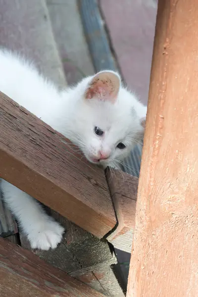 White Kitten on Wooden Stairs — Stock Photo, Image
