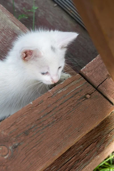 Weißes Kätzchen auf Holztreppe — Stockfoto