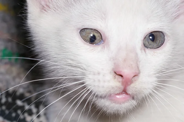 White Kitten Portrait — Stock Photo, Image