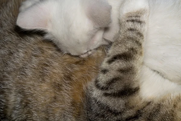 Vita kattungar och mor — Stockfoto