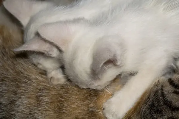 Vita kattungar och mor — Stockfoto