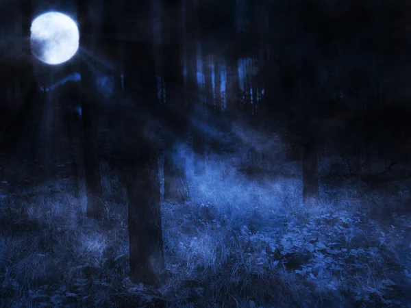 Månen i natt skog — Stockfoto
