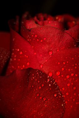 Islak kırmızı gül makro