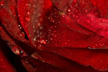Islak kırmızı gül makro