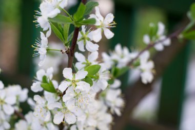 Baharda beyaz çiçek açar.