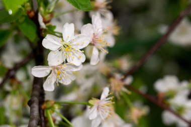 Baharda beyaz çiçek açar.