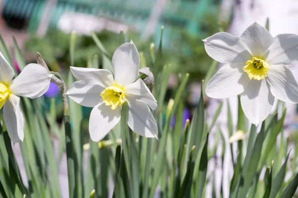 Narcisser blommor — Stockfoto