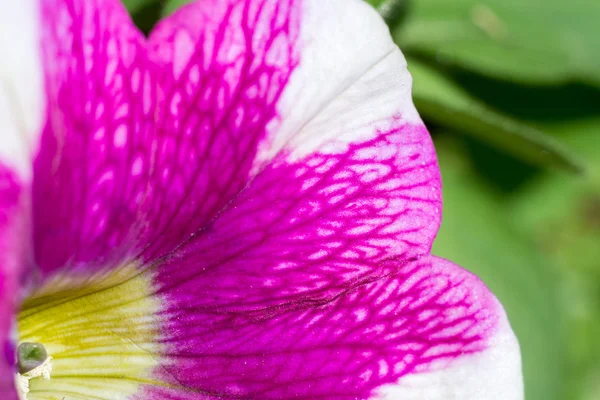 Petunia-bloem — Stockfoto