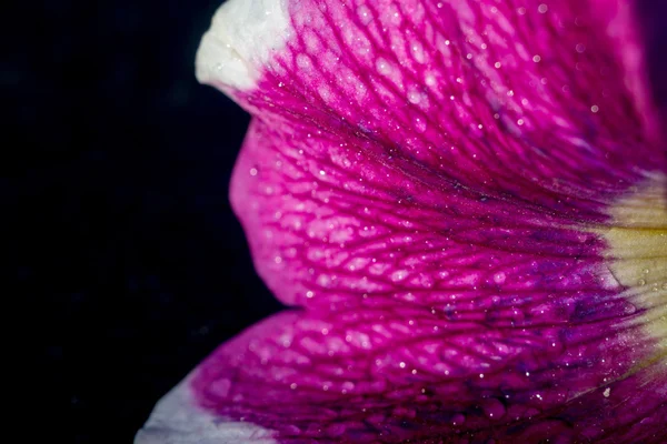 Petunia Flower — Stock Photo, Image