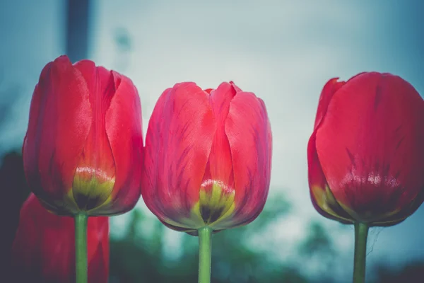 Tulipani rossi nel giardino retrò — Foto Stock