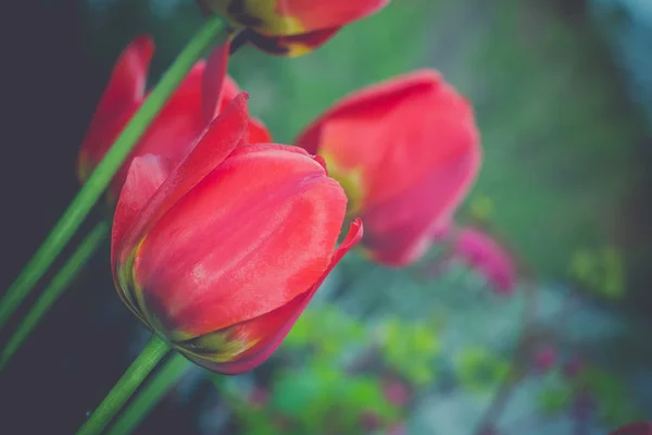 Red Tulips in the Garden Retro — Stock Photo, Image