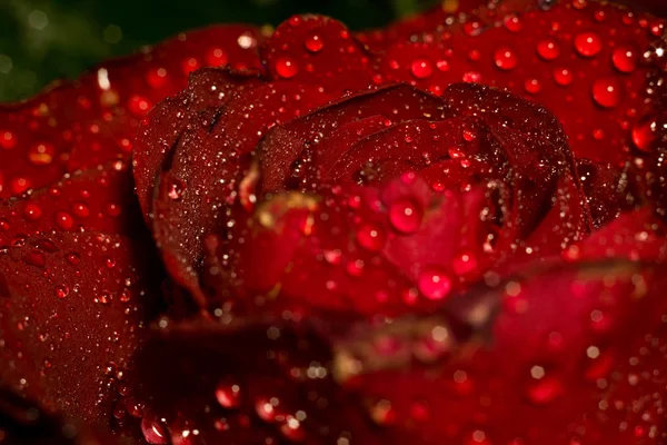 Mokre czerwony makro Rose — Zdjęcie stockowe