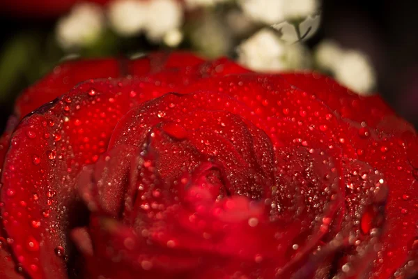 Wet Red Rose Macro — Stock Photo, Image