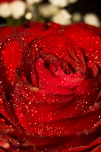 Wet Red Rose Macro — Stock Photo, Image