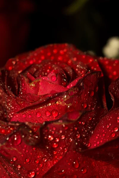 Wet Red Rose Macro — Stock Photo, Image