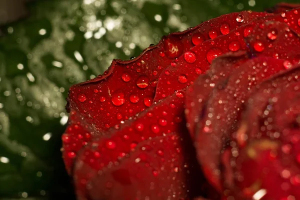 Wet Red Rose Macro — Stock Photo, Image