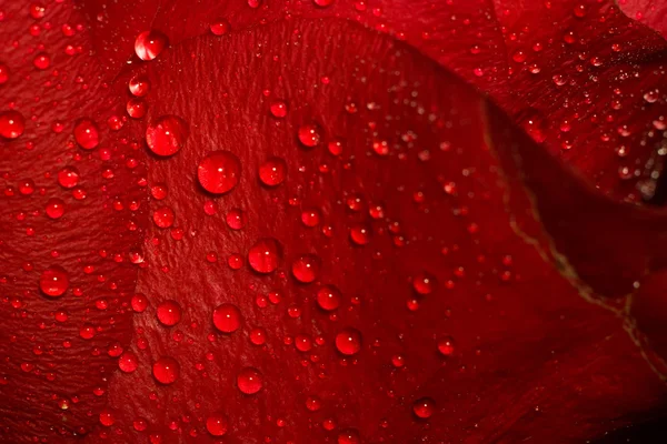 Vermelho molhado rosa macro — Fotografia de Stock