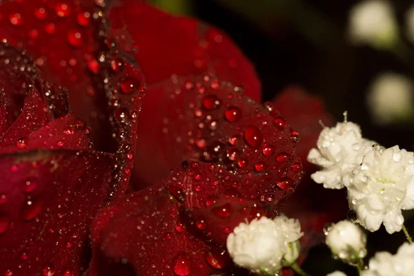 Rosa roja húmeda macro — Foto de Stock