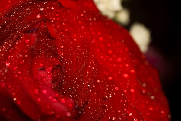 Wet Red Rose Macro — Stock Photo, Image