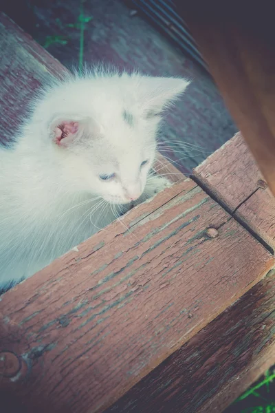 Gatinho branco em escadas de madeira retro — Fotografia de Stock