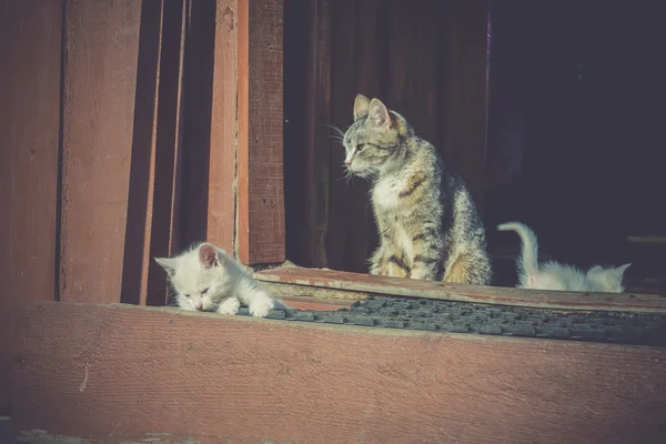 Witte Kittens en moeder Retro — Stockfoto