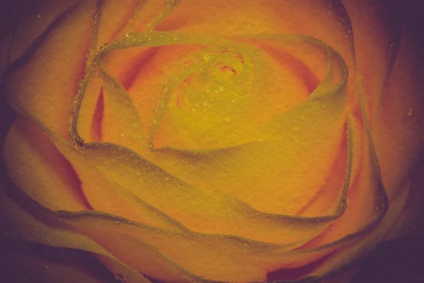 Gele roos met druppels Retro — Stockfoto