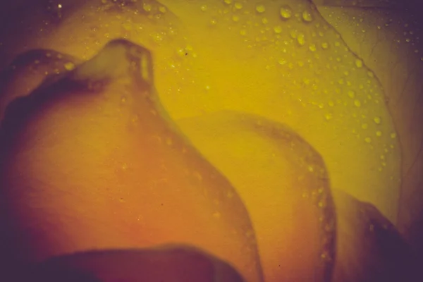 Gele roos met druppels Retro — Stockfoto