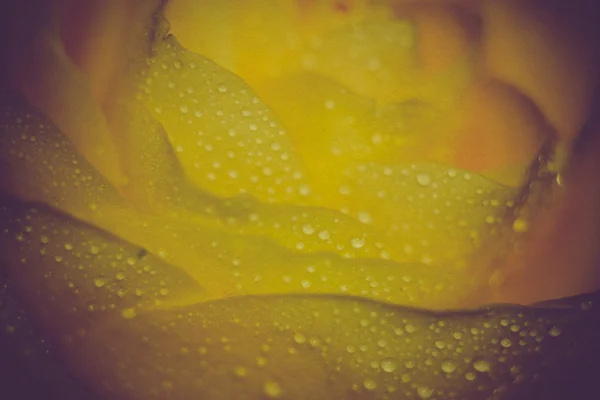 Žlutá růže s kapičkami Retro — Stock fotografie