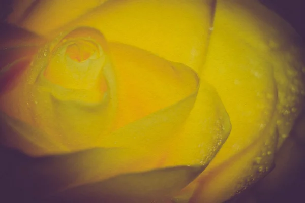 Yellow Rose with Droplets Retro — Stock Photo, Image
