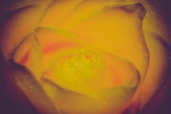 Rosa gialla con goccioline retrò — Foto Stock