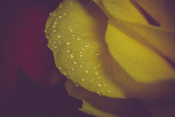 Žlutá růže s kapičkami Retro — Stock fotografie
