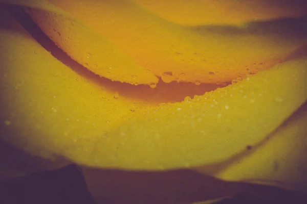 물방울 복고와 노란 로즈 — 스톡 사진