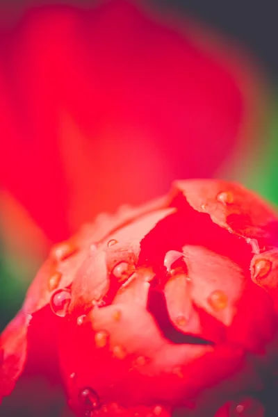 Macro-rétro tulipe rouge — Photo