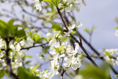Baharda beyaz çiçek açar.