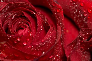 Islak kırmızı gül makro