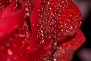 Islak kırmızı gül makro