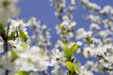 Baharda beyaz çiçek açar.