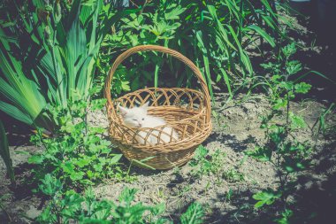 Sepet Retro de beyaz kedi