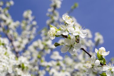 Baharda beyaz çiçek açar.