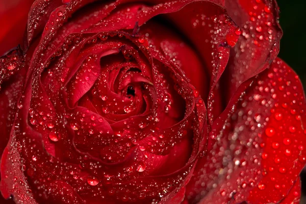 Nedves piros rózsa makró — Stock Fotó