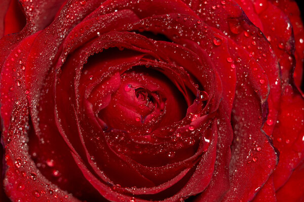 Red rose in water drops, close up photo with shallow focus.