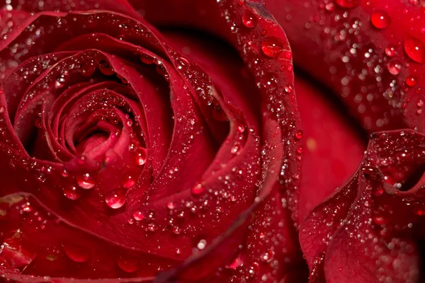 Islak kırmızı gül makro