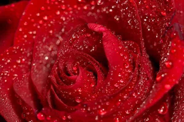 Makro feuchte rote Rose — Stockfoto