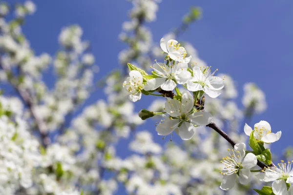 Baharda beyaz çiçek açar.