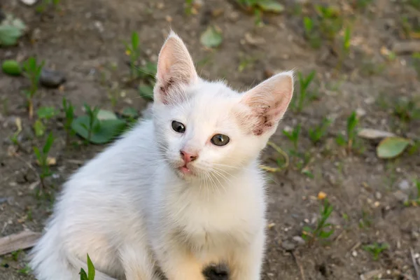 Bahçedeki beyaz kedi yavrusu — Stok fotoğraf